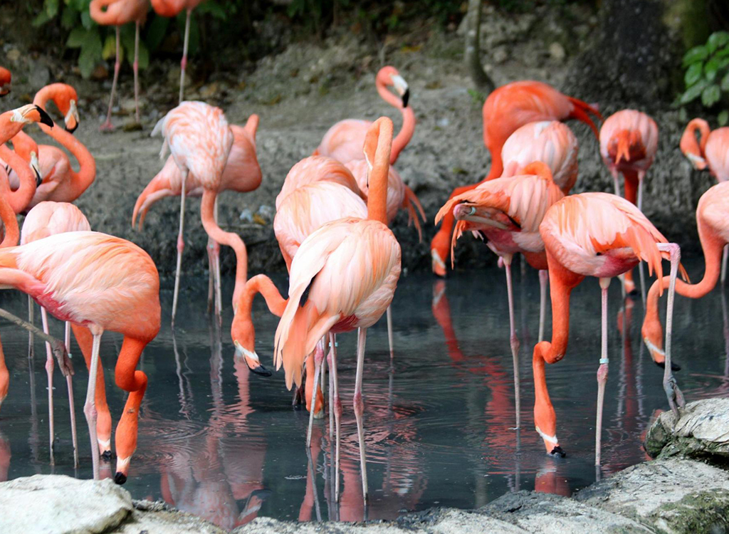 Flamingo-1
