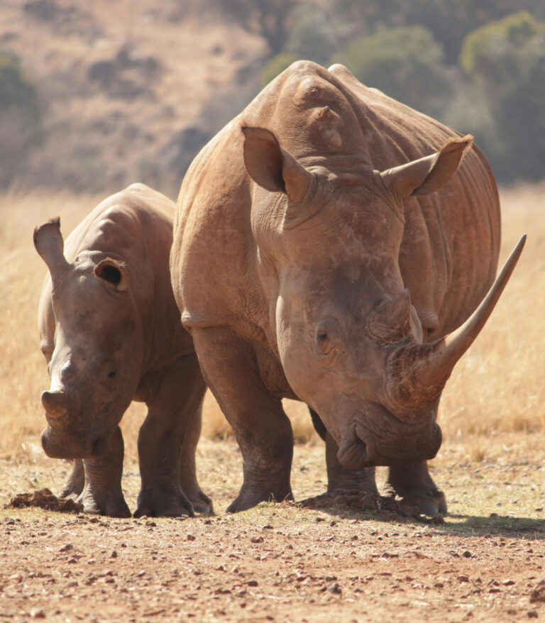 Rhino4354q363